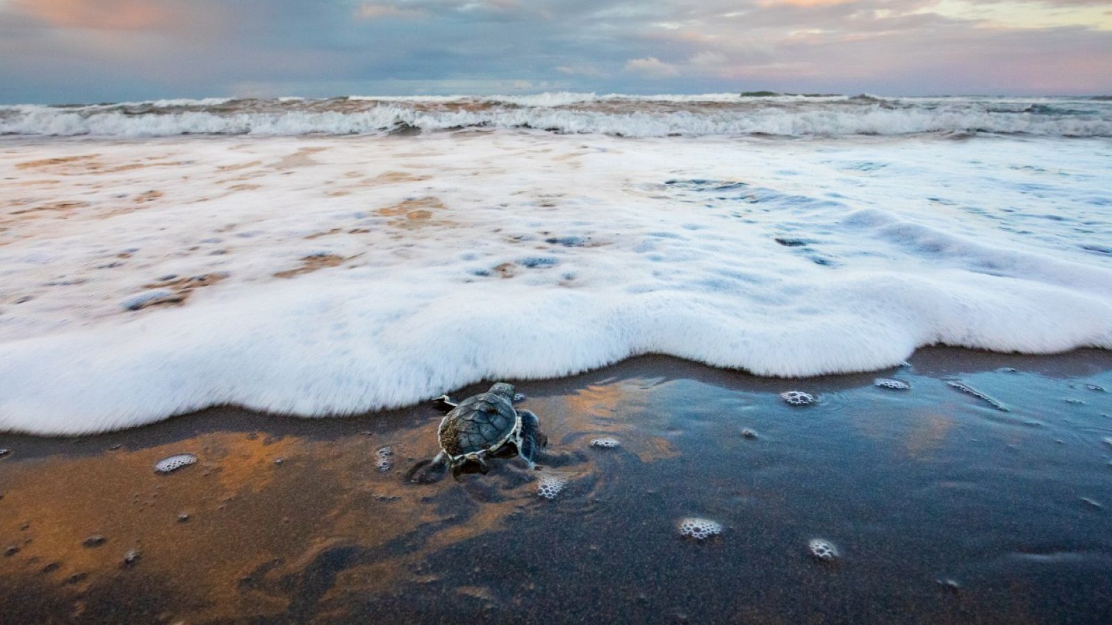 Una tortuga verde entra al océano en Costa Rica