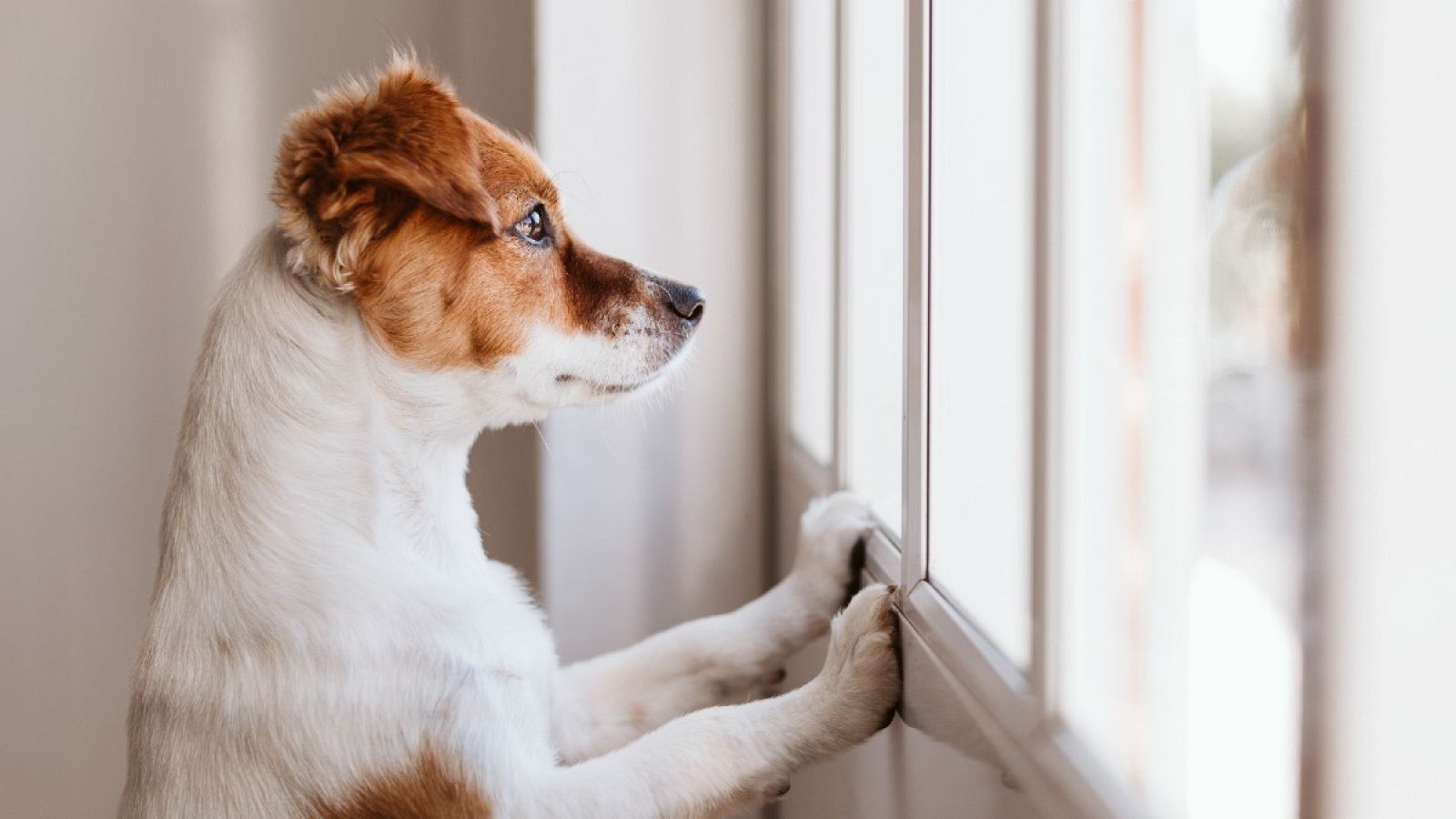 que hacer despues de adoptar un perro