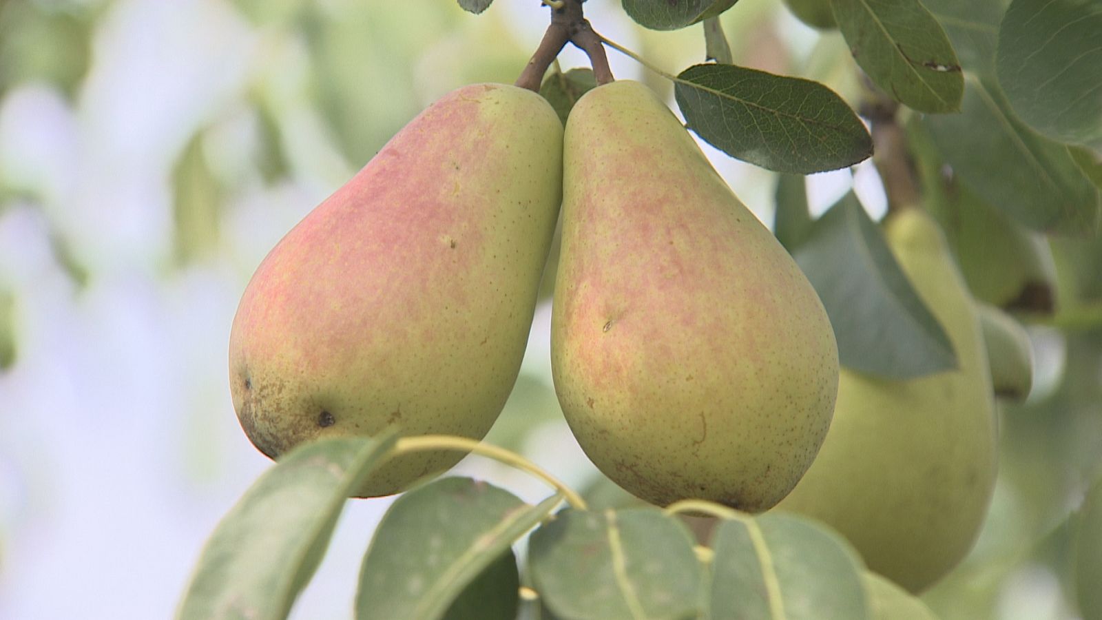 La variedad de pera ercolina, propia de Jumilla