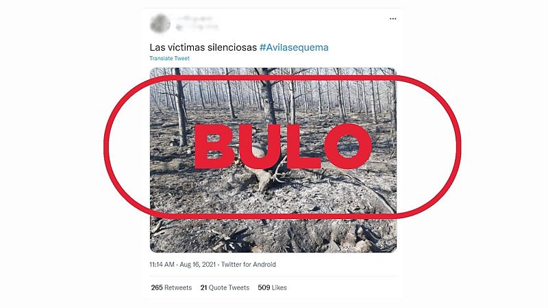 Fotografía de un ciervo abrasado tumbado en el suelo