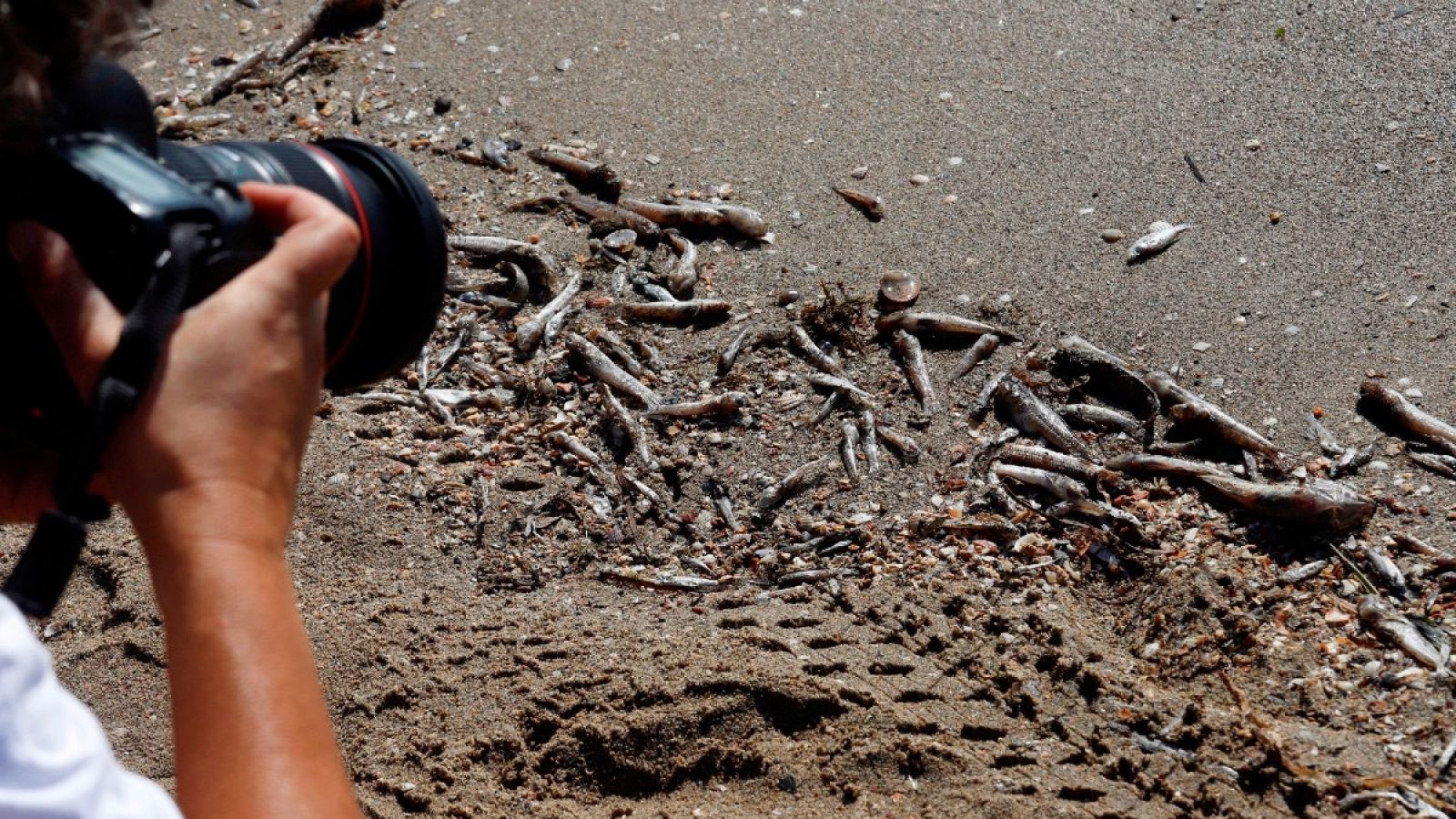 El Ayuntamiento de Cartagena (Murcia) se vio obligado a cerrar ocho playas ante la gravedad de la tragedia