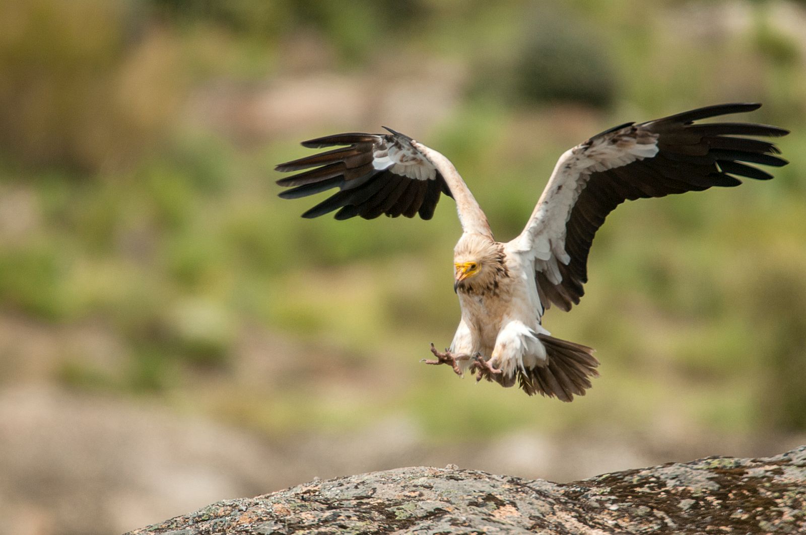 El alimoche es una especie de buitre |