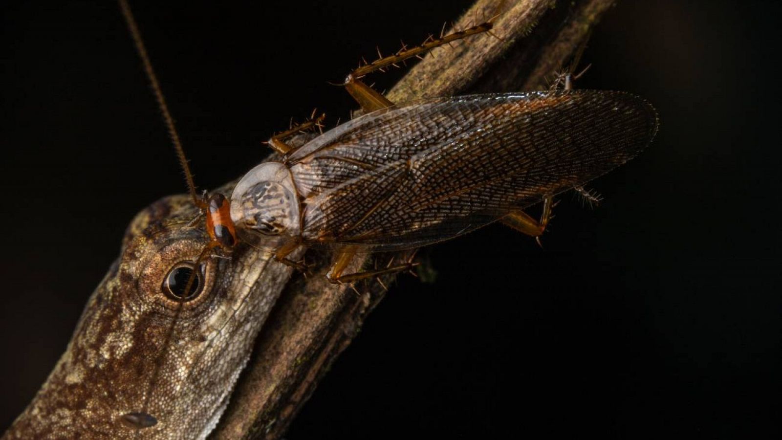 La primera cucaracha que se alimenta de lágrimas de lagartija