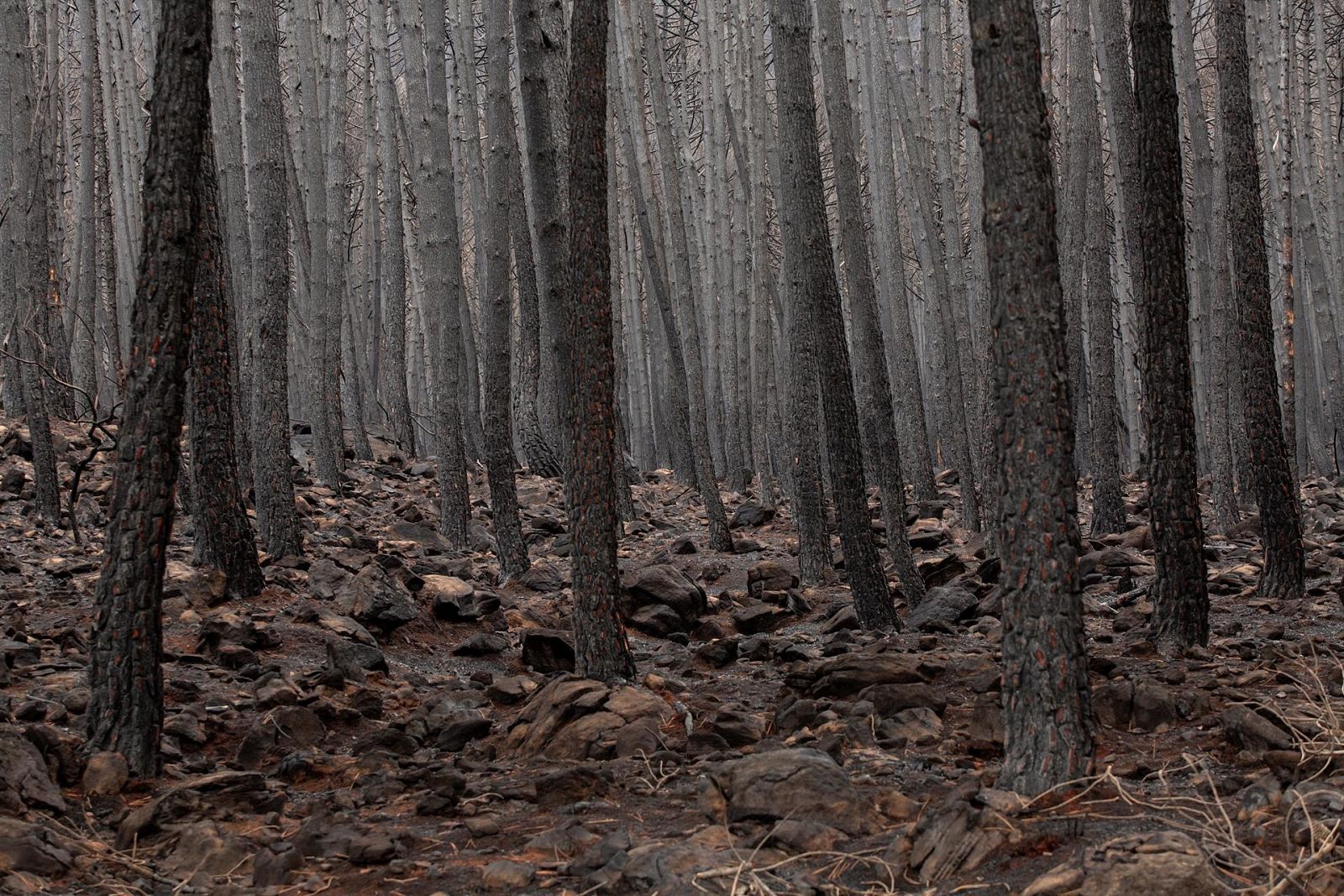 Casi el 45% de Castilla- La Mancha es superficie forestal