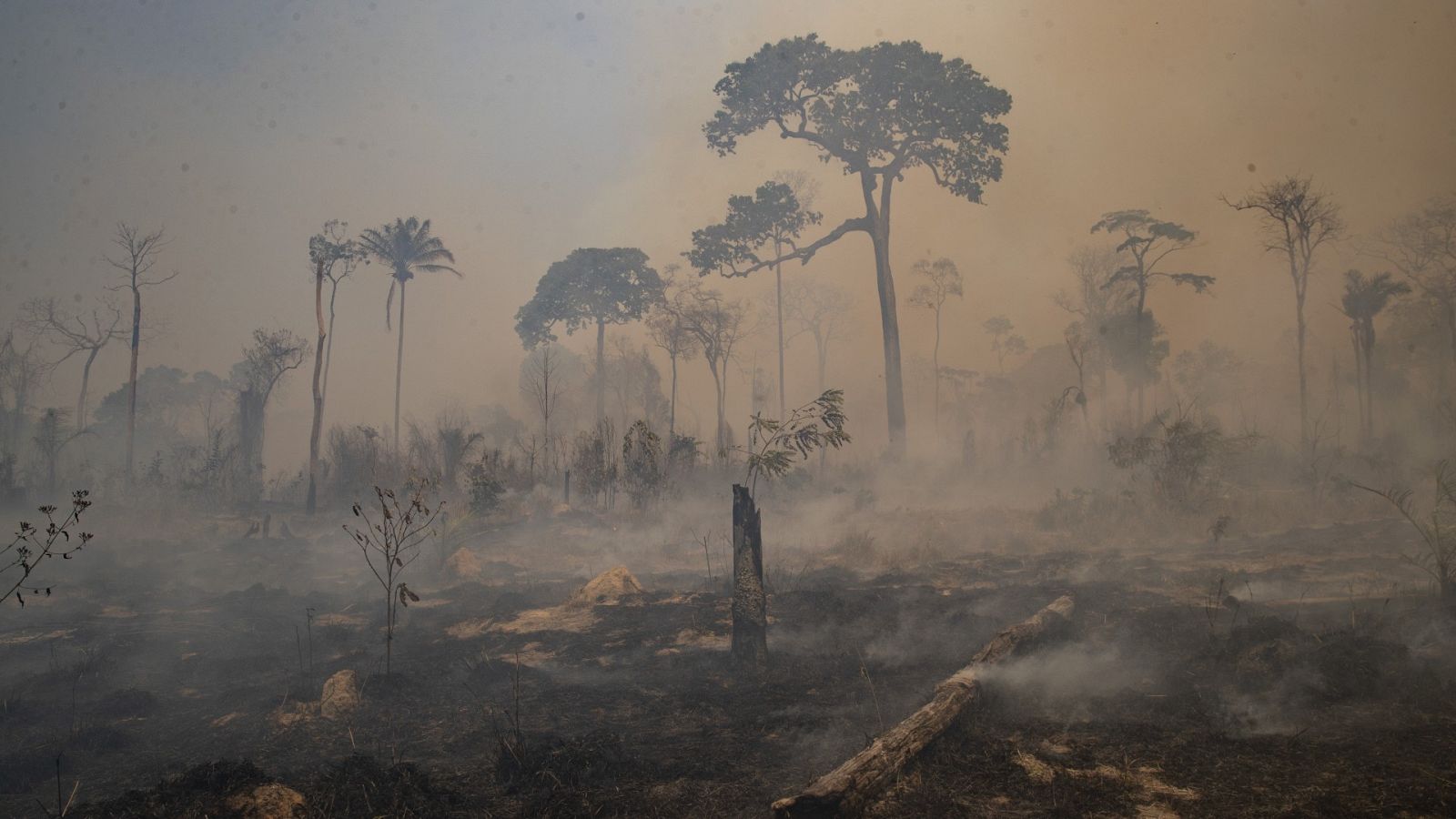 Bosque quemado