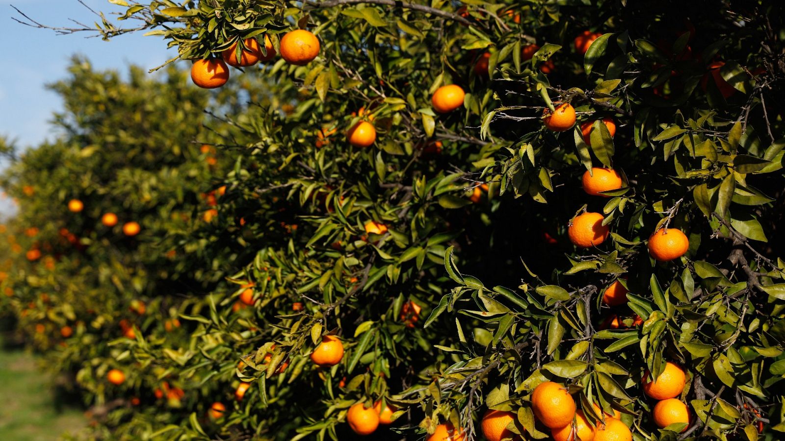 Campo de naranjas