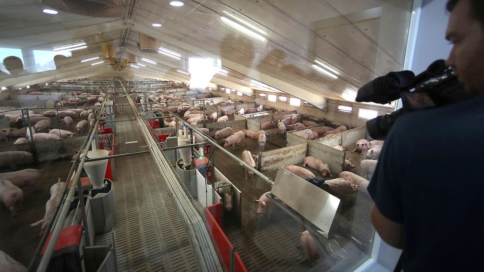 Granja de cerdos en Cubo de la Solana (Soria), localidad de menos de 200 habitantes