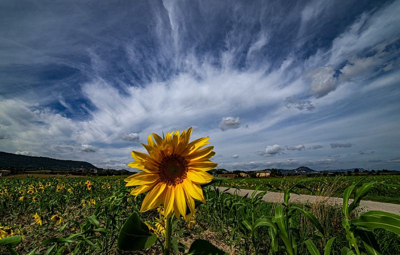 Prat de gira-sols a Malla, Emili Vilamala