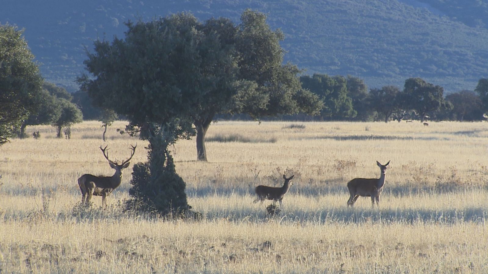  El Parque Nacional de Cabañeros cuenta con 3.000 ciervos