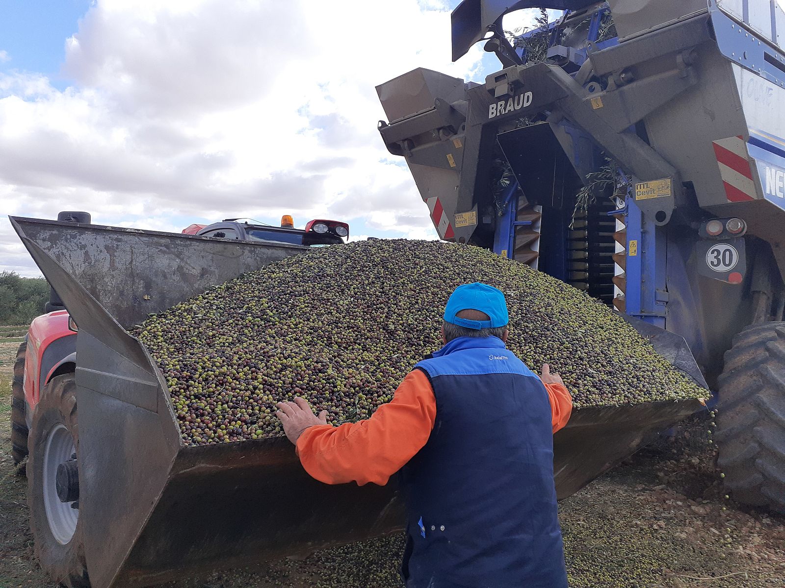 Recogida de aceituna en Villarrubia de los Ojos, Ciudad Real