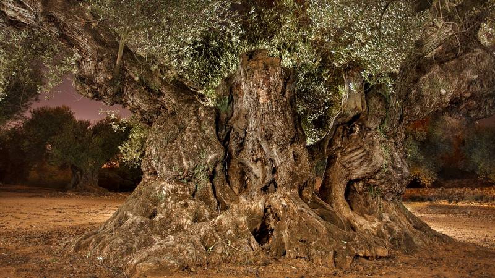 Olivera Milenaria Sinfo