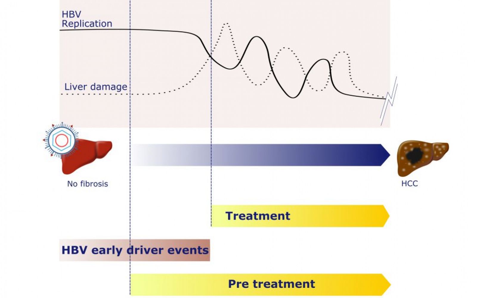 Gráfico que muestra el proceso por el cual el VHB se integra en el ADN humano y a partir de qué momento podría detectarse el tumor