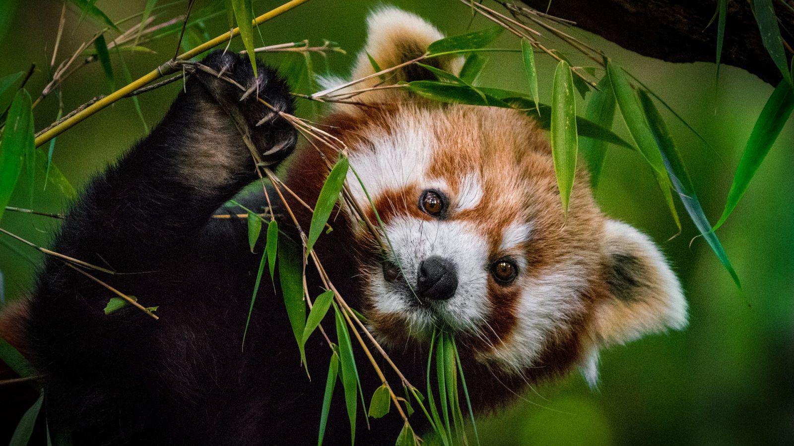 Un panda rojo comiendo hojas de bambú