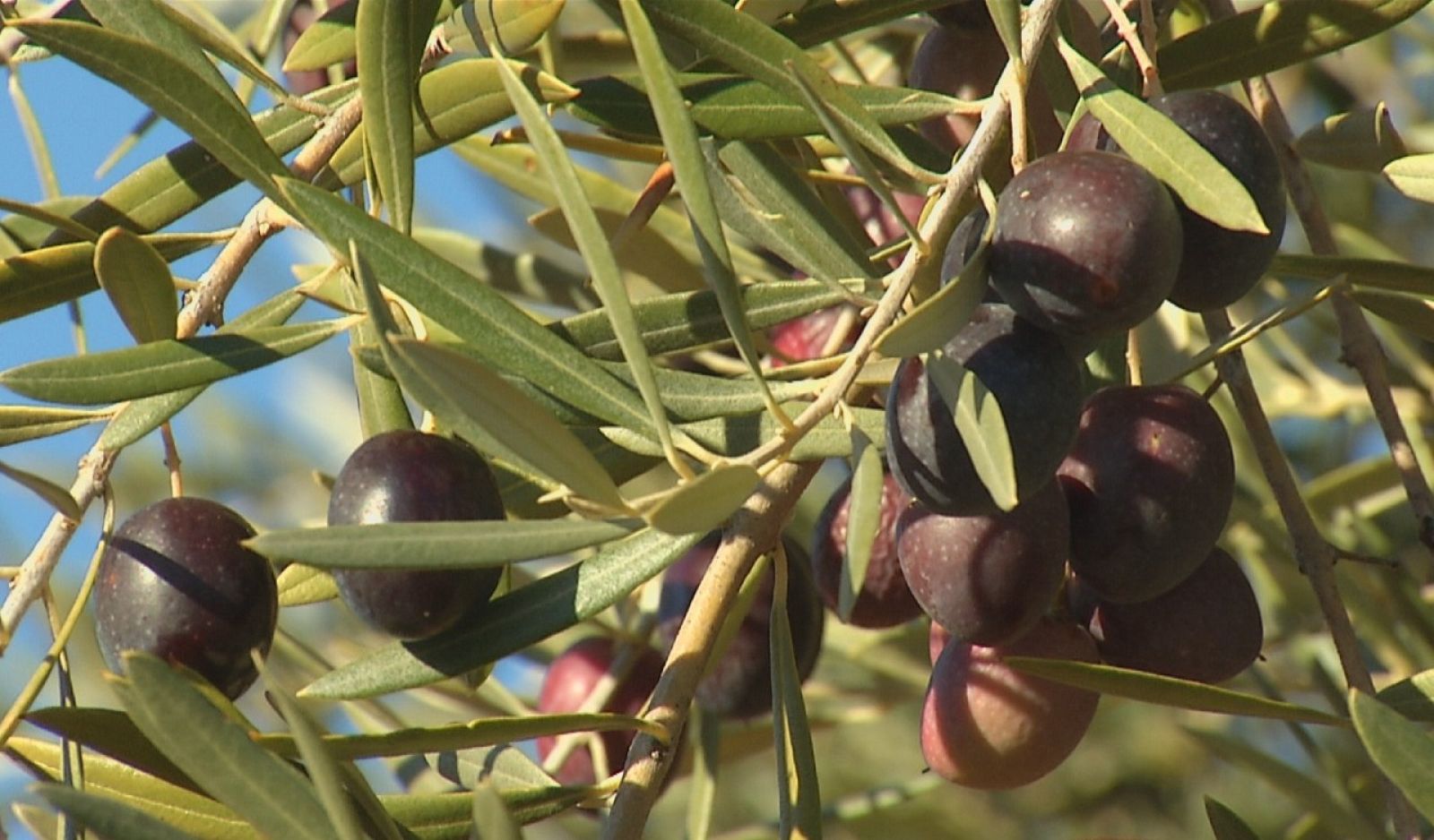 Aceituna Verdeja o Castellana