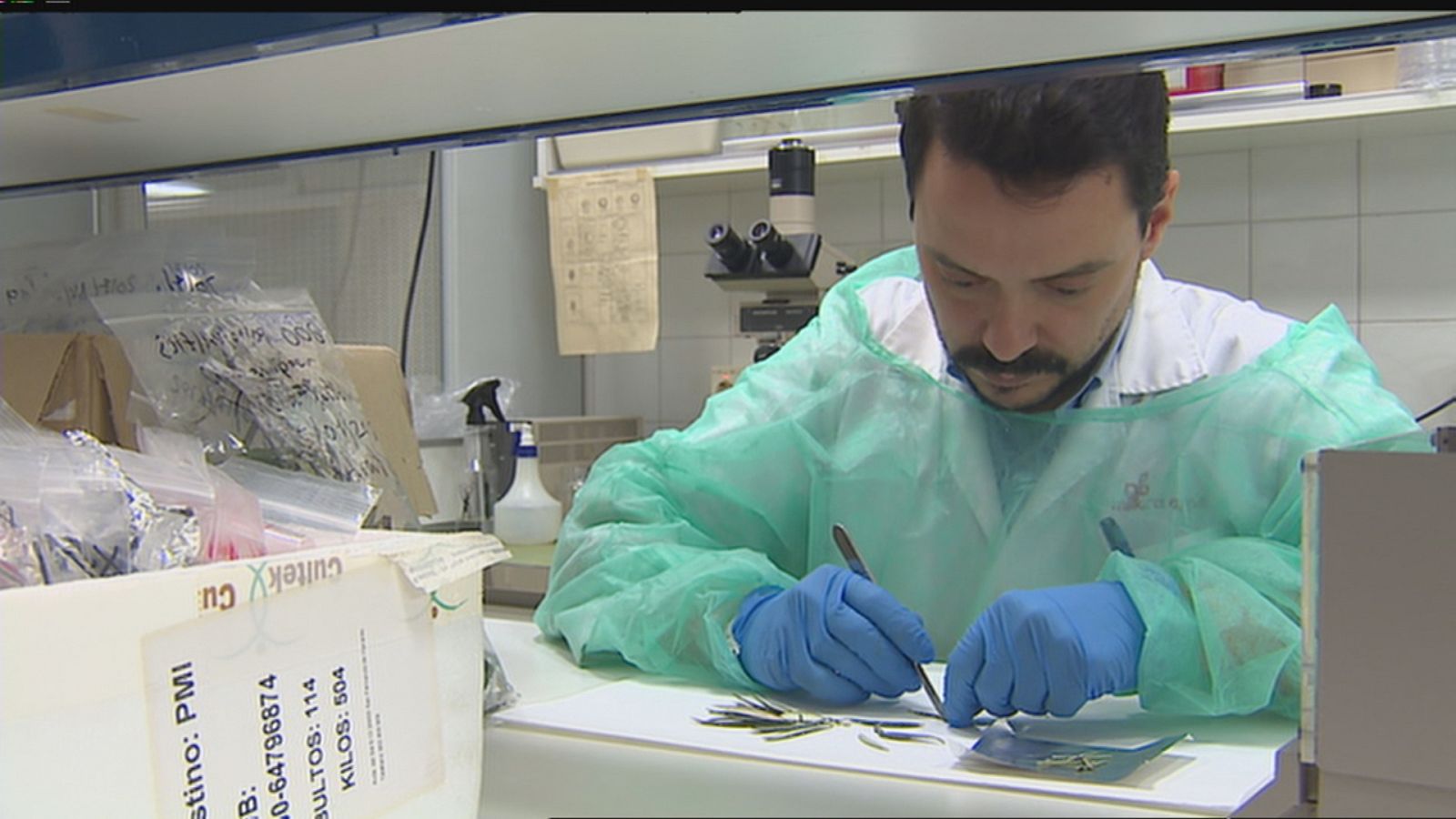  Els investigadors de la UIB han assenyalat els insectes responsables: Philaenus spumarius i Neophilaenus campestris