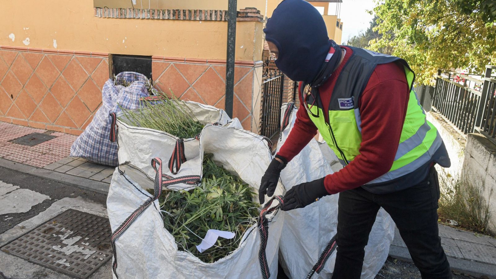 Unos agentes retiran sacas repletas de plantas de marihuana de varias viviendas