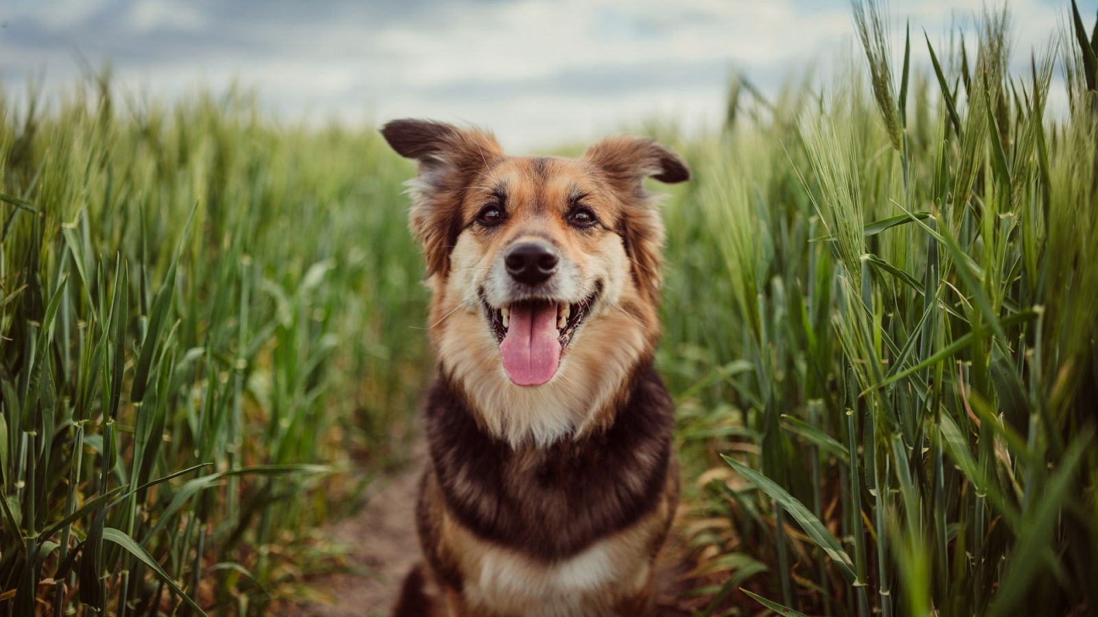 Los perros son un claro ejemplo de neotenia en animales domésticos