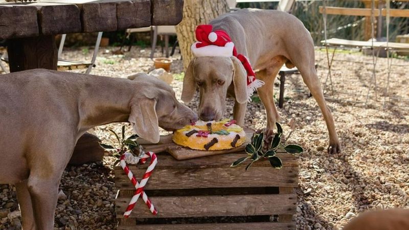Los animales dejan de ser objetos y pasan a considerarse "seres sintientes"