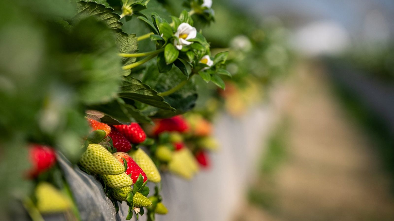 Explotación agrícola dedicada al cultivo de fresas