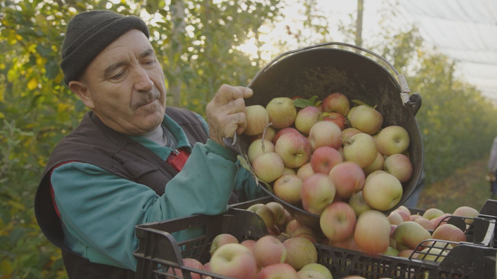 Joan Roca és dels pocs agricultors que cultiva pomes de capçada