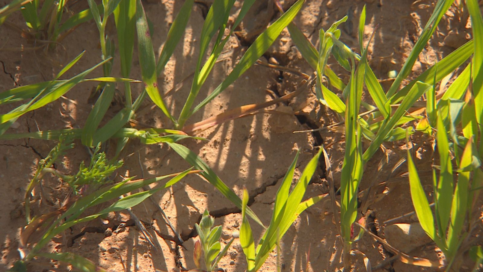 La sequera i els efectes del conflicte d'Ucraïna preocupen als agricultors