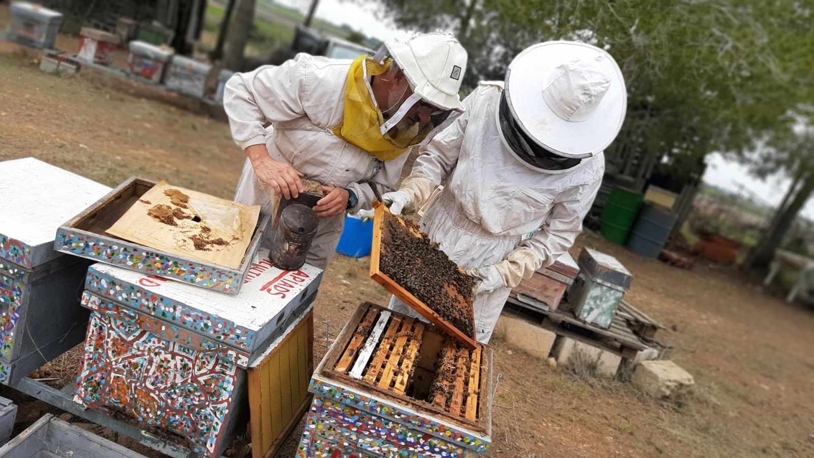 Apicultores trabajando