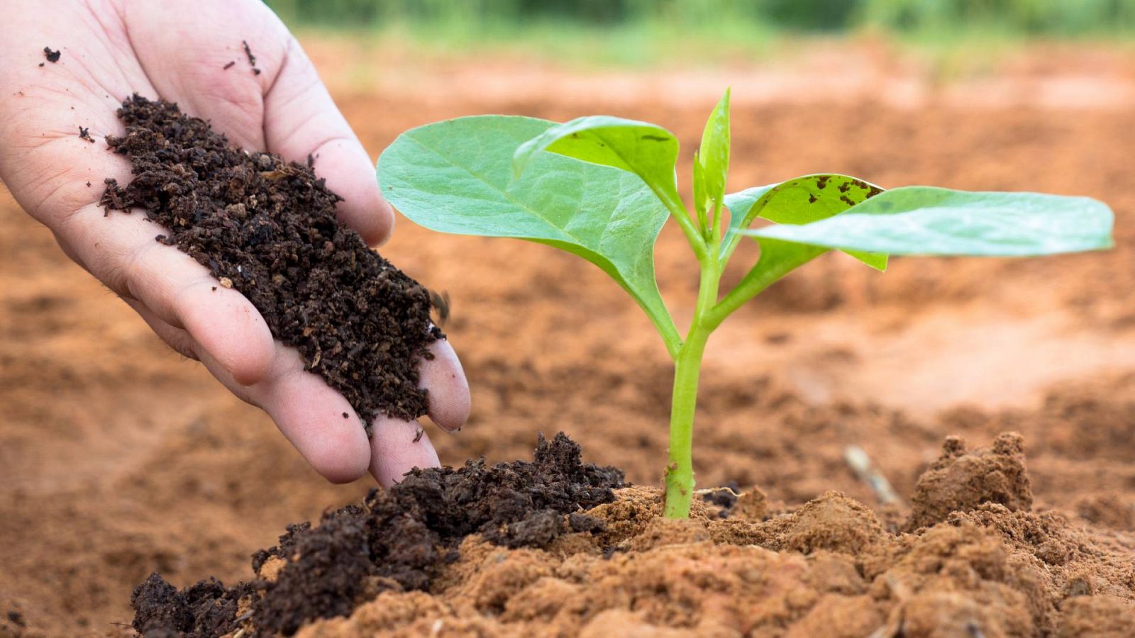 Abono verde: Dieta sana para nuestra tierra