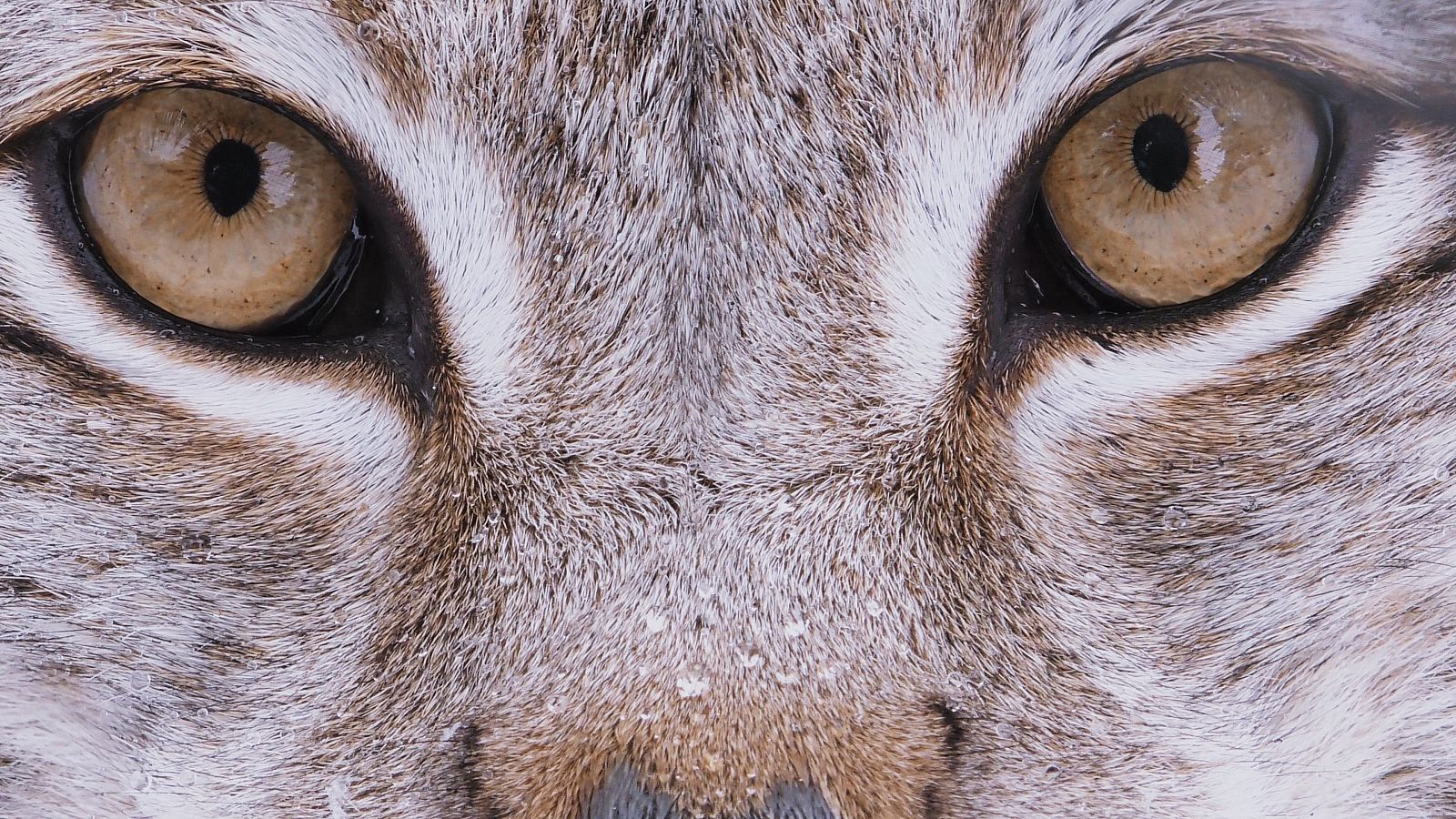 La linx nòrdica és considerada la reina del nord
