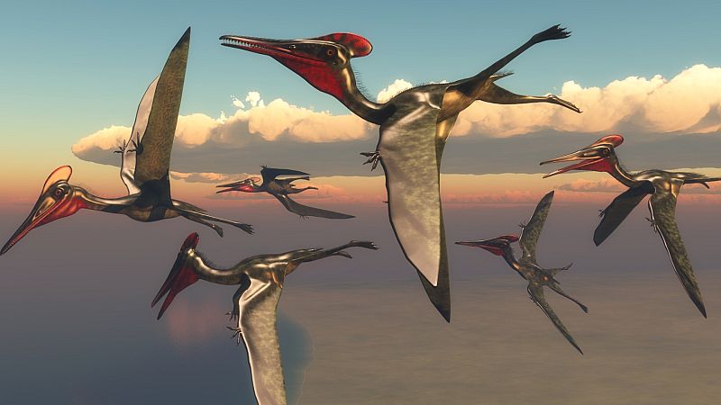 Recreación de un género de pterosaurio, el pterodactylus
