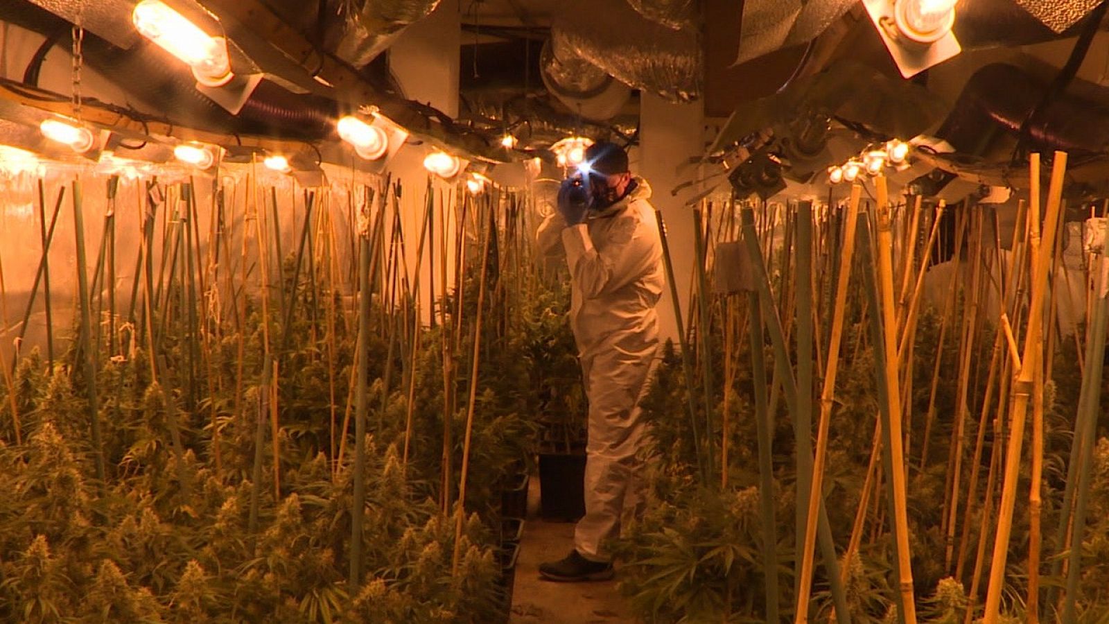 Un guardia civil fotografía la plantación interior de marihuana.