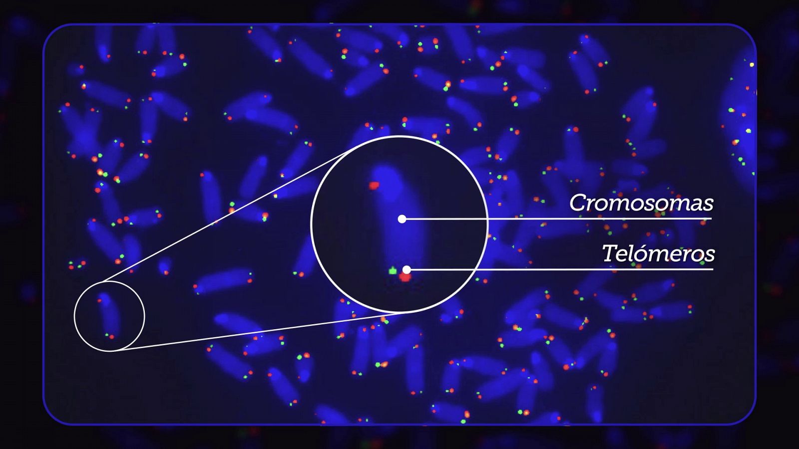 Los telómeros actúan como elemento protector de los cromosomas