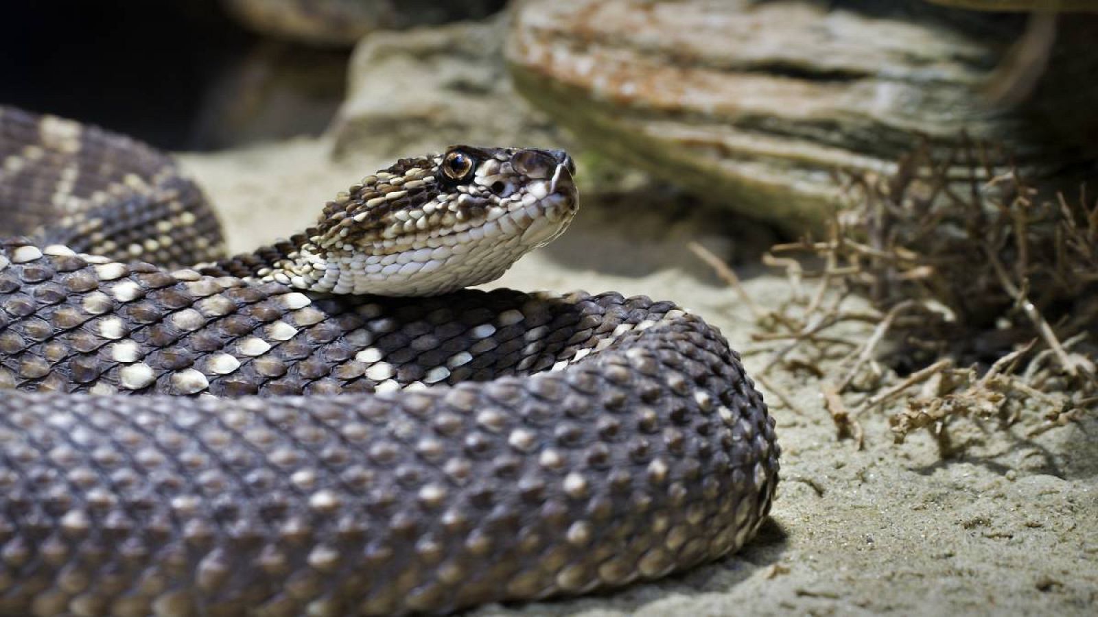 Una de cada cinco especies de reptiles está en peligro de extinción, según la revista Nature.
