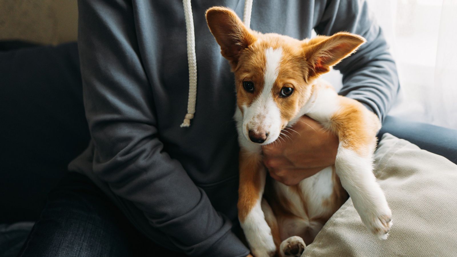 Las denuncias por maltrato de animales domésticos se dispararon en 2021.