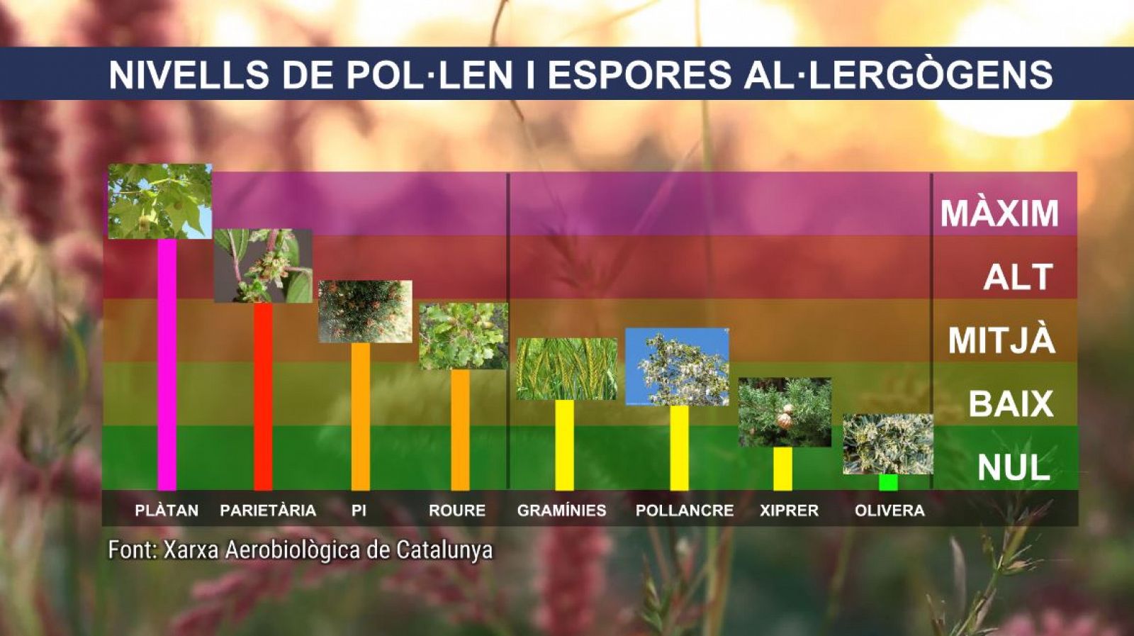 Nivells de pol·len i espores al·lergògens a Catalunya