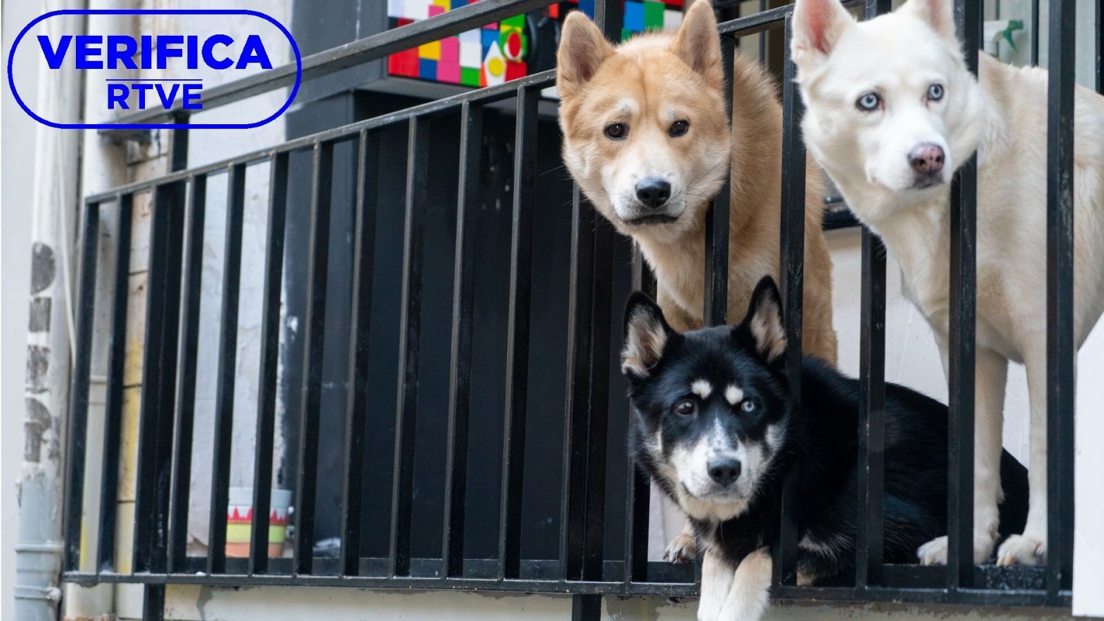 Imagen de tres perros en el balcón de una vivienda, con el sello azul de VerificaRTVE