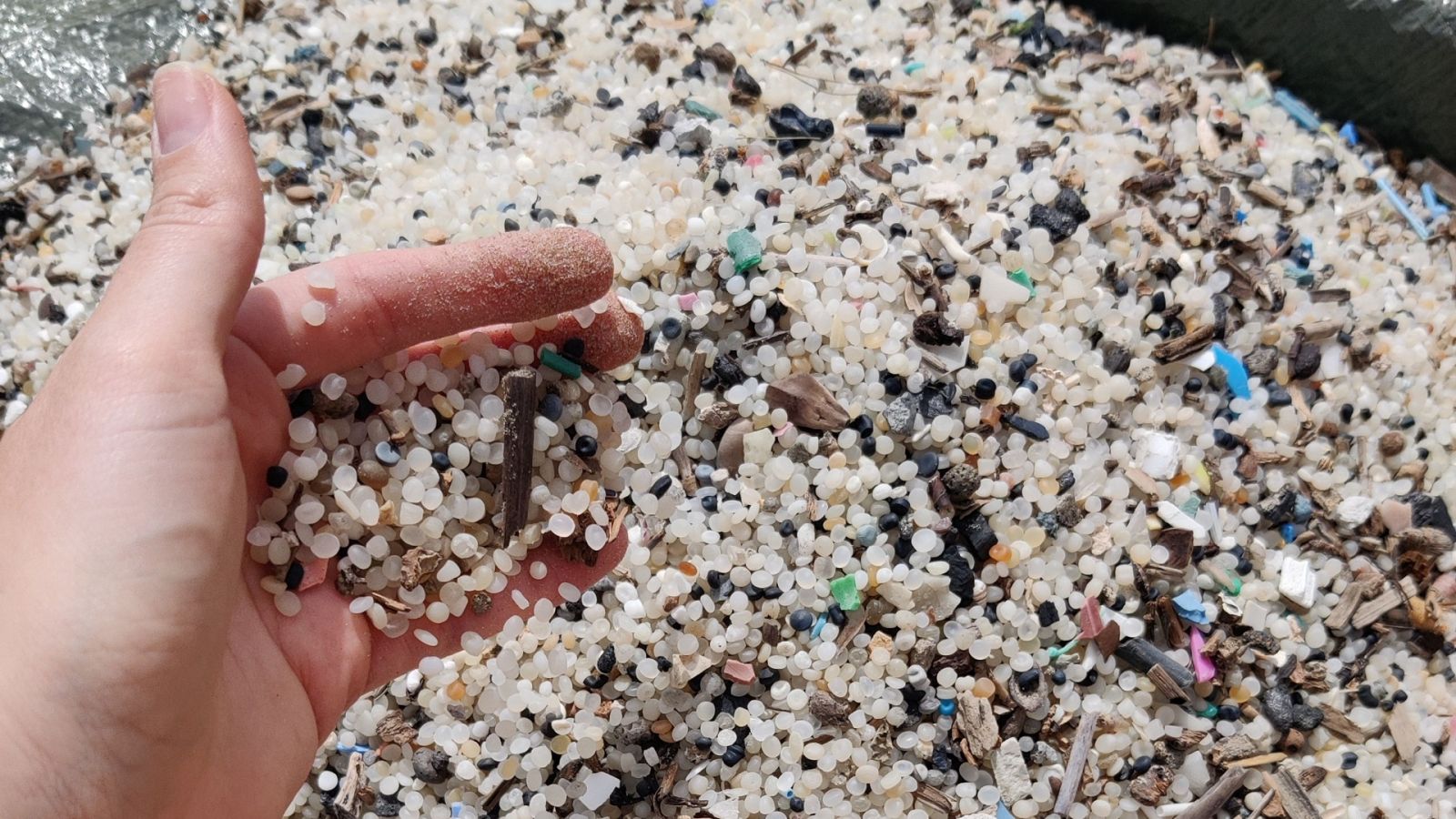 Pellets, bolitas utilizadas para la fabricación de plástico, recogidas en La Pineda, Tarragona