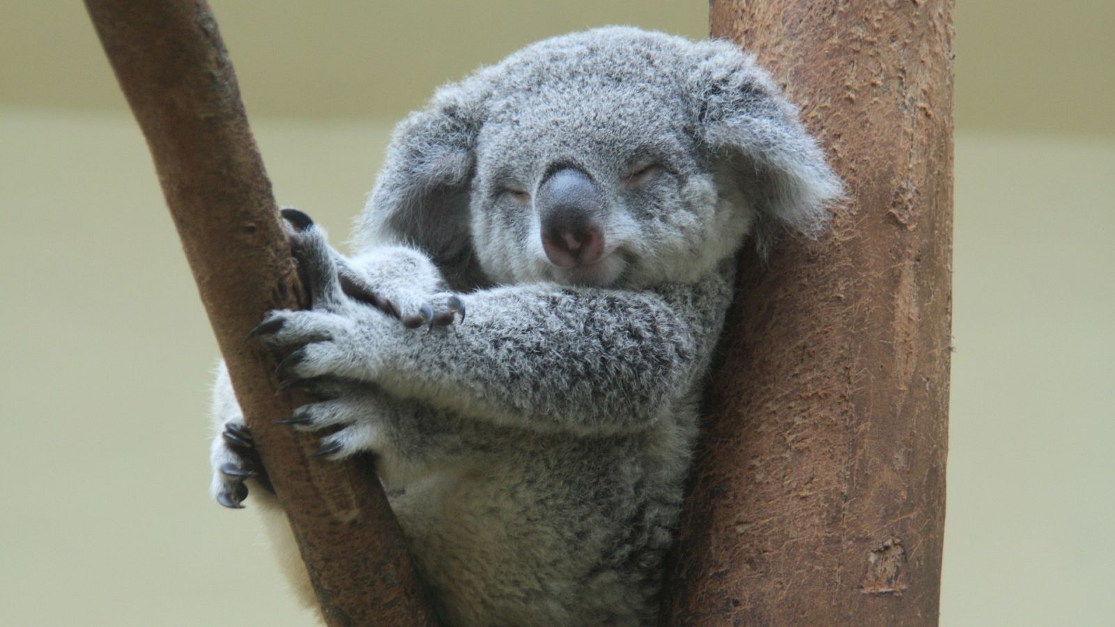 ¿Para qué sirve dormir?