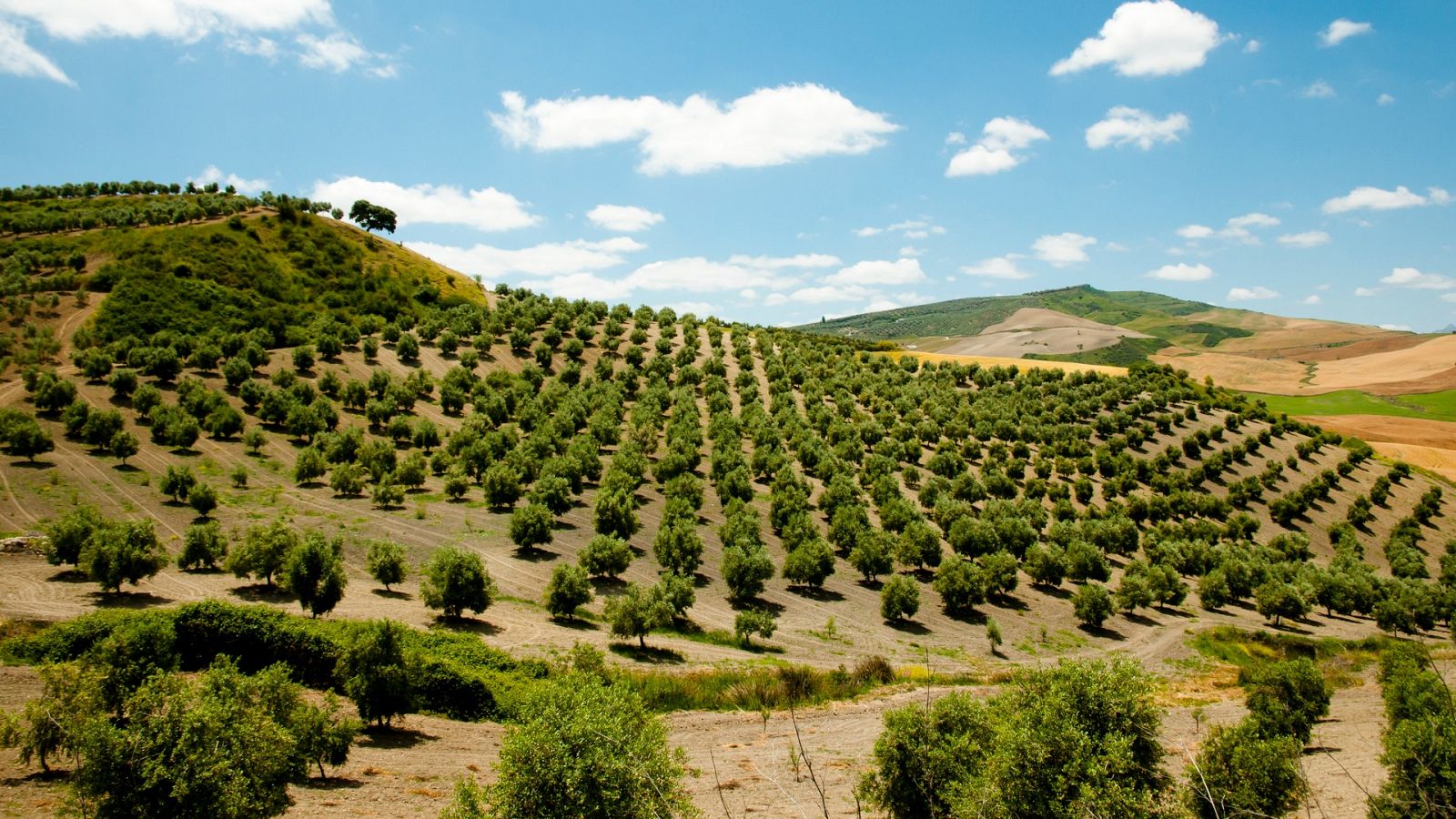 La vida en el olivar: rentabilidad y biodiversidad