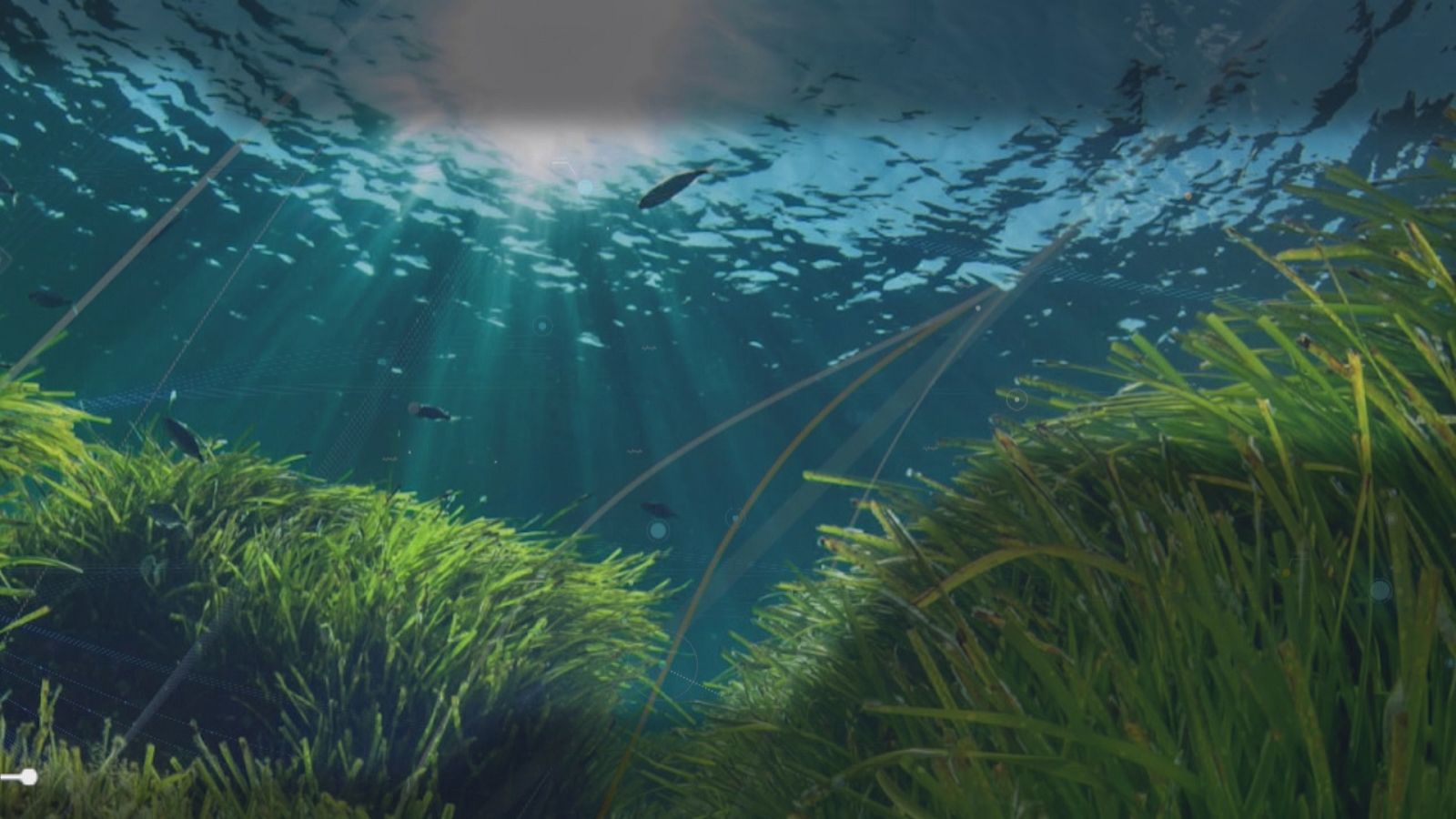  La posidònia acumula els gasos contaminants 