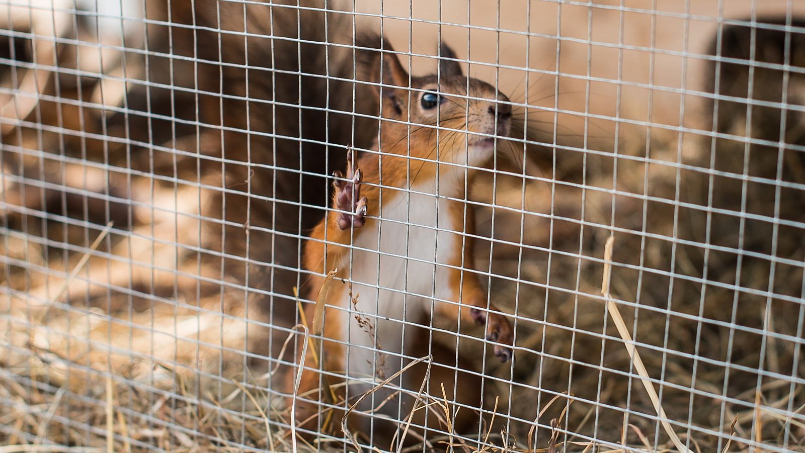 Las especies de la familia Sciuridae -ardillas-, son huéspedes idóneos para el virus de la viruela del mono.