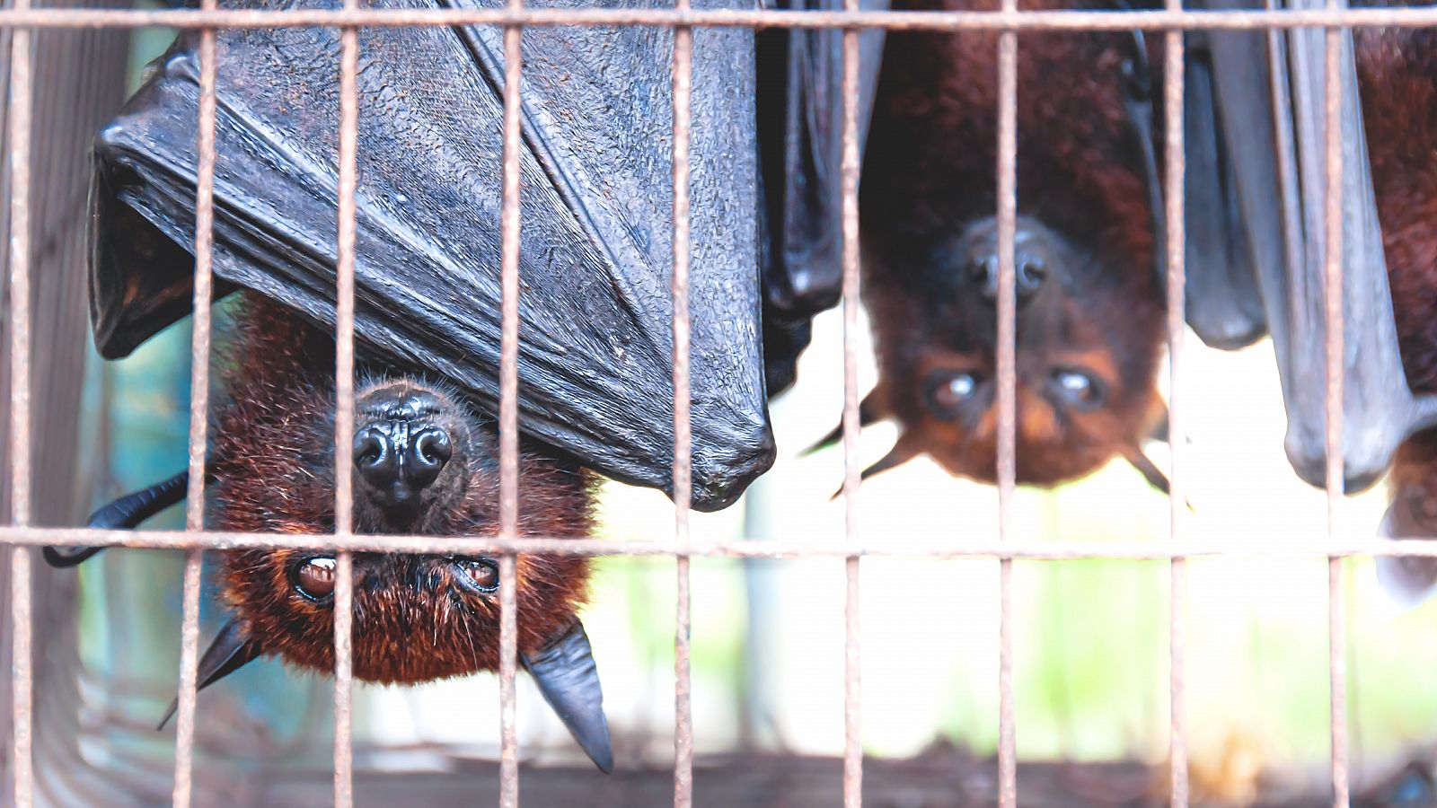 Numerosos trabajos científicos relacionan la pérdida de biodiversidad con un aumento del riesgo de zoonosis.