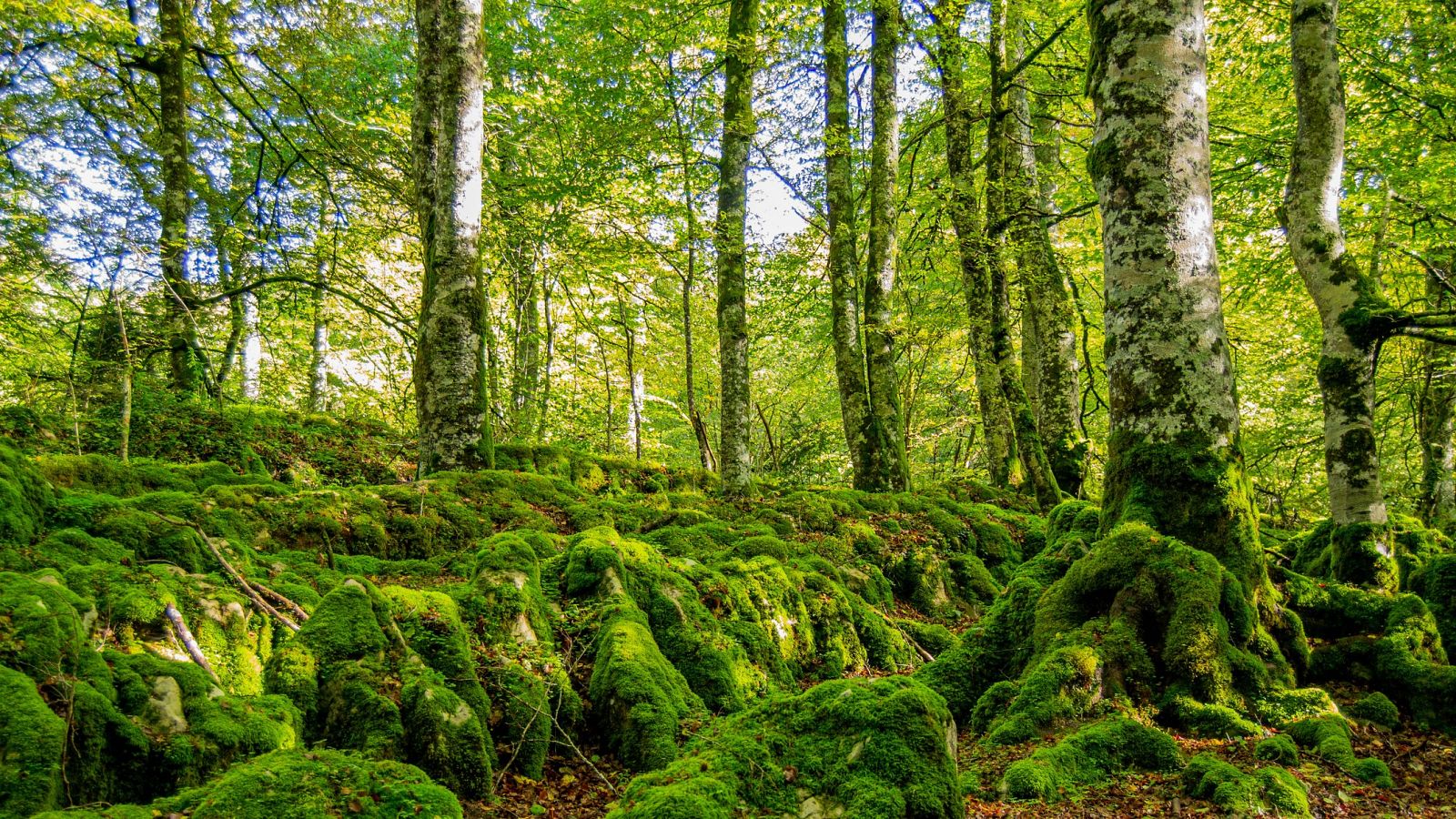 El domingo 5 de junio se cumplen 50 años de la designación del Día Mundial del Medio Ambiente