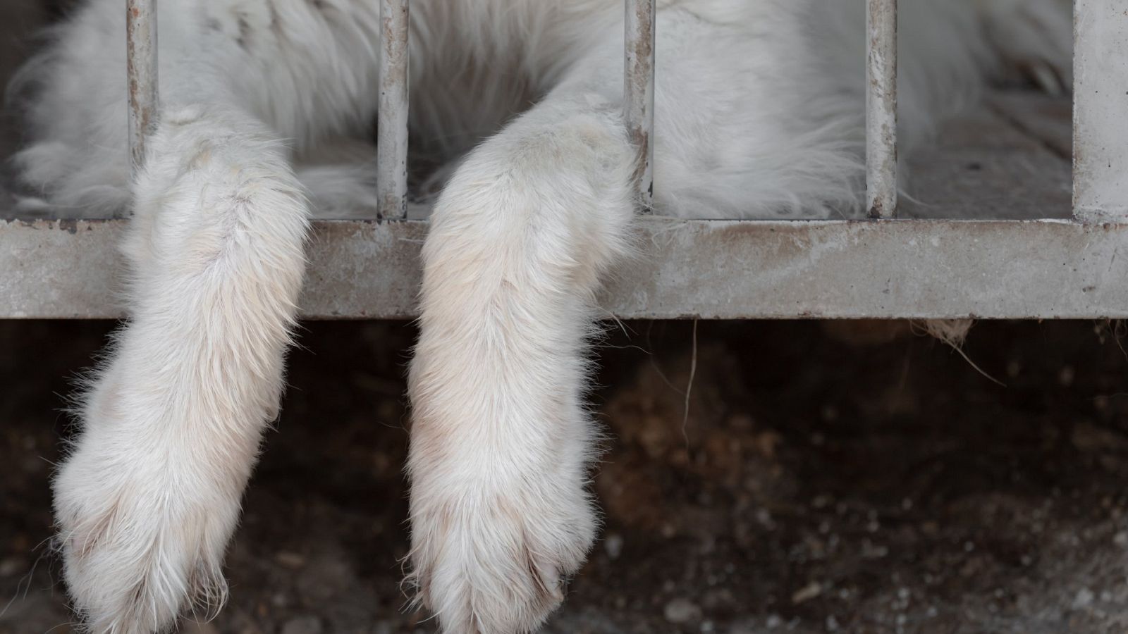 Un perro abandonado en un refugio para animales