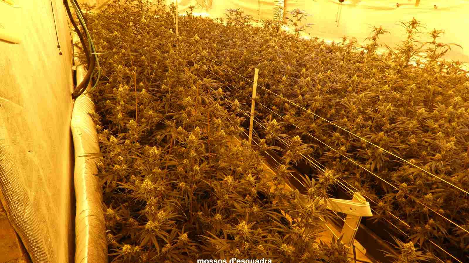 Desmantellat un grup criminal a la Selva amb 11 plantacions de marihuana