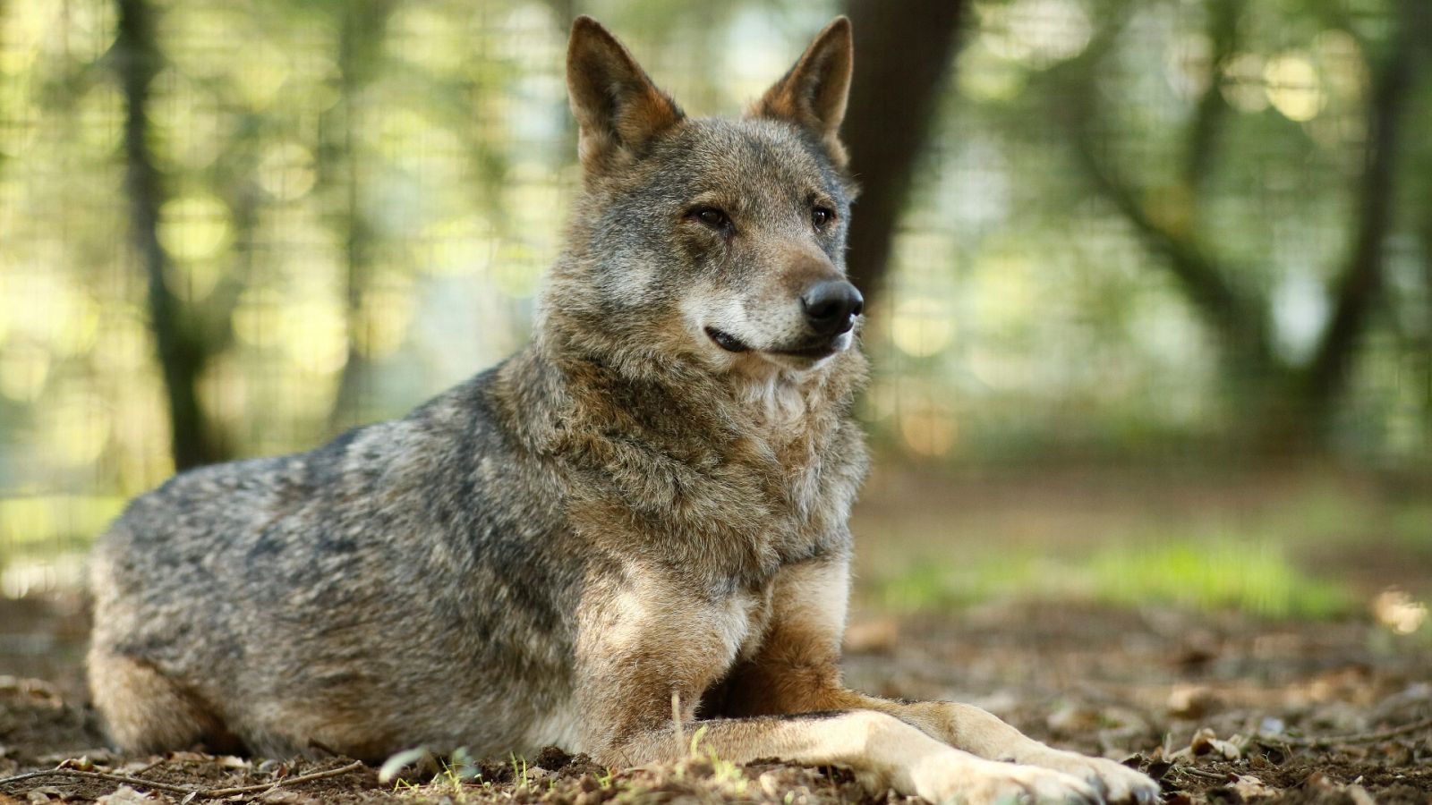 Un lobo Ibérico descansa en la reserva Natural de Marcelle (Lugo)