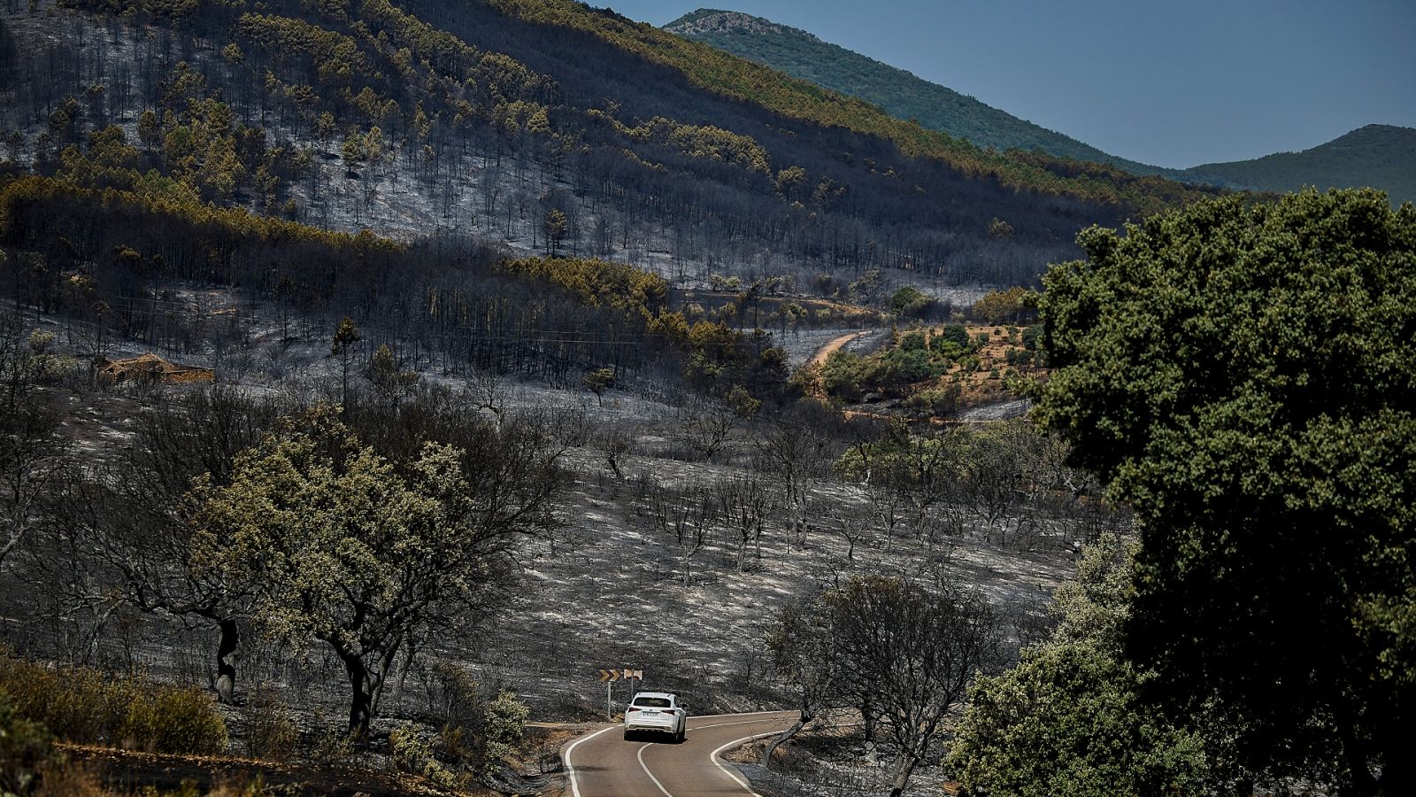 Vista de la superficie quemada en la zona del incendio forestal en Sevilleja de la Jara (Toledo). 