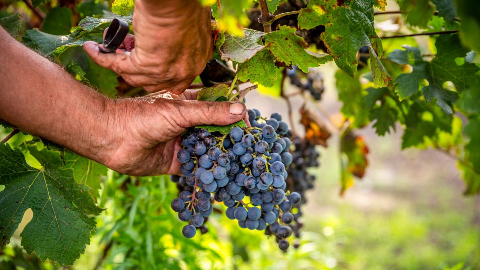 Vendimia manual de uvas tintas