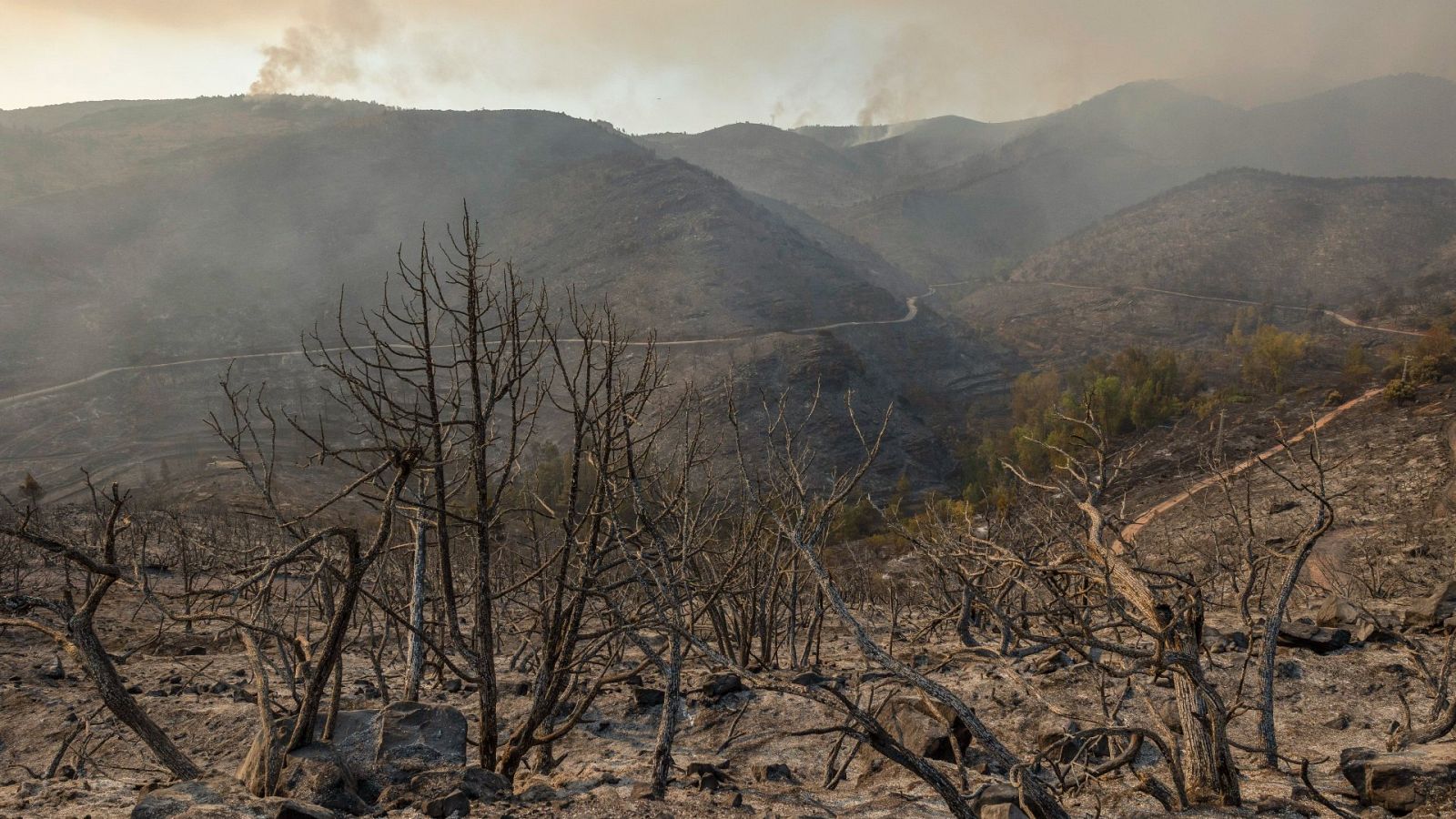 Imagen de un paraje calcinado por el incendio forestal que ha afectado a la zona de Bejís (Castellón)