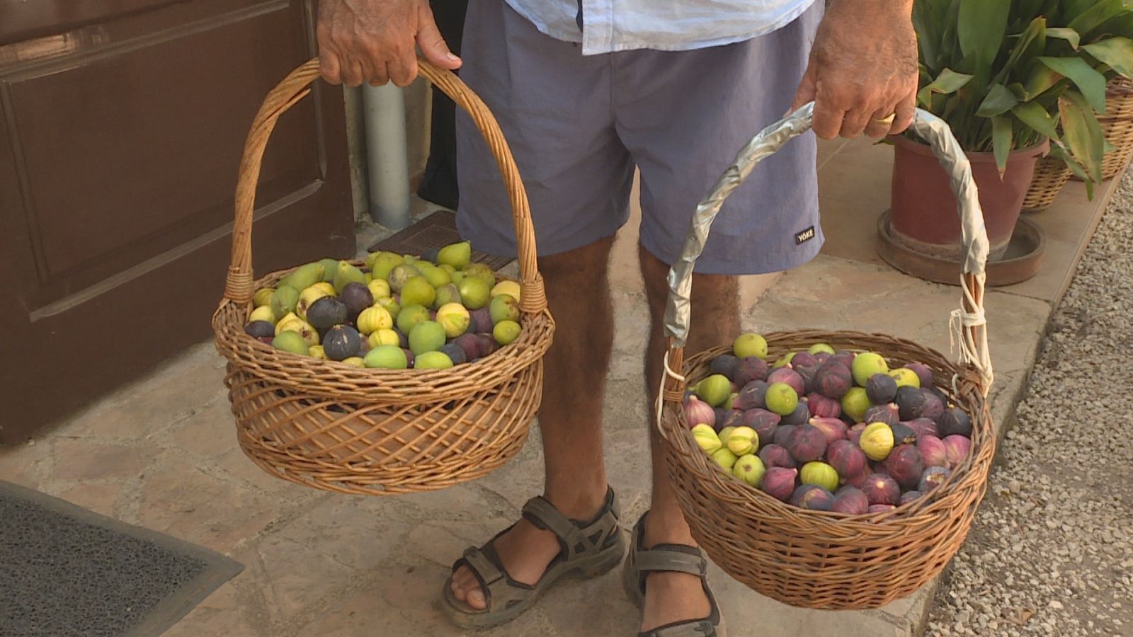 Figues recollides a Son Mut Nou