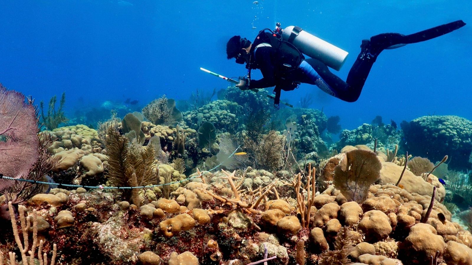 Un científico marino realizando labores de investigación en las costas de Quintana Roo, México